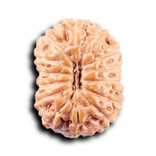 Load image into Gallery viewer, 14 mukhi Indonesian Rudraksha - Bead No. 377