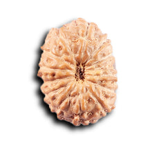 Load image into Gallery viewer, 14 mukhi Indonesian Rudraksha - Bead No. 384