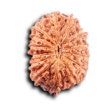 Load image into Gallery viewer, 14 mukhi Indonesian Rudraksha - Bead No. 389