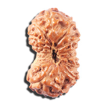 Load image into Gallery viewer, 14 mukhi Indonesian Rudraksha - Bead No. 333