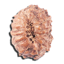 Load image into Gallery viewer, 14 mukhi Indonesian Rudraksha - Bead No. 334