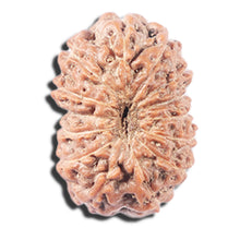 Load image into Gallery viewer, 14 mukhi Indonesian Rudraksha - Bead No. 342