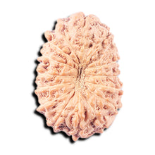 Load image into Gallery viewer, 14 mukhi Indonesian Rudraksha - Bead No. 344