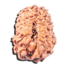 Load image into Gallery viewer, 14 mukhi Indonesian Rudraksha - Bead No. 345