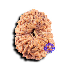 Load image into Gallery viewer, 14 mukhi Indonesian Rudraksha - Bead No. 330
