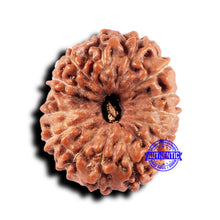 Load image into Gallery viewer, 14 mukhi Indonesian Rudraksha - Bead No. 332