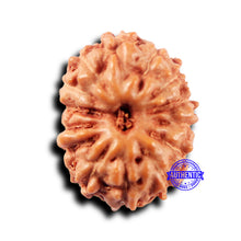 Load image into Gallery viewer, 14 mukhi Indonesian Rudraksha - Bead No. 294