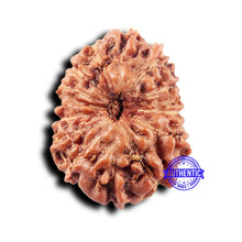 Load image into Gallery viewer, 14 mukhi Indonesian Rudraksha - Bead No. 302