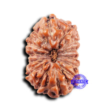 Load image into Gallery viewer, 14 mukhi Indonesian Rudraksha - Bead No. 306