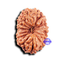 Load image into Gallery viewer, 14 mukhi Indonesian Rudraksha - Bead No. 312