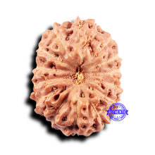 Load image into Gallery viewer, 14 mukhi Indonesian Rudraksha - Bead No. 313