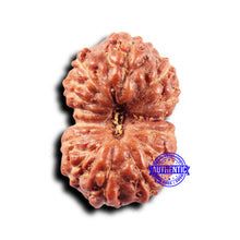 Load image into Gallery viewer, 14 mukhi Indonesian Rudraksha - Bead No. 314