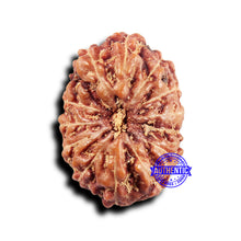 Load image into Gallery viewer, 14 mukhi Indonesian Rudraksha - Bead No. 315