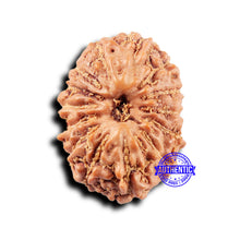 Load image into Gallery viewer, 14 mukhi Indonesian Rudraksha - Bead No. 317