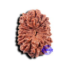 Load image into Gallery viewer, 14 mukhi Indonesian Rudraksha - Bead No. 318