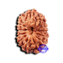 Load image into Gallery viewer, 14 mukhi Indonesian Rudraksha - Bead No. 320