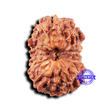 Load image into Gallery viewer, 14 mukhi Indonesian Rudraksha - Bead No. 321
