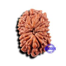 Load image into Gallery viewer, 14 mukhi Indonesian Rudraksha - Bead No. 322