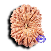 Load image into Gallery viewer, 14 mukhi Indonesian Rudraksha - Bead No. 326