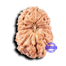 Load image into Gallery viewer, 14 mukhi Indonesian Rudraksha - Bead No. 327