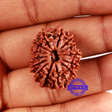 Load image into Gallery viewer, 14 Mukhi Nepalese Rudraksha - Bead No. 360