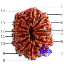 Load image into Gallery viewer, 14 Mukhi Nepalese Rudraksha - Bead No. 361