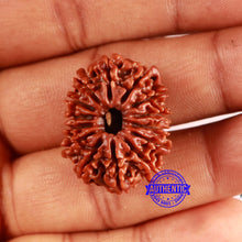 Load image into Gallery viewer, 14 Mukhi Nepalese Rudraksha - Bead No. 361