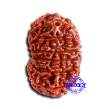 Load image into Gallery viewer, 14 Mukhi Nepalese Rudraksha - Bead No. 361