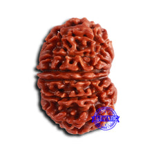 Load image into Gallery viewer, 14 Mukhi Nepalese Rudraksha - Bead No. 361