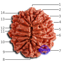Load image into Gallery viewer, 14 Mukhi Nepalese Rudraksha - Bead No. 362