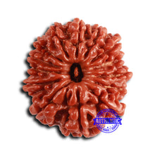 Load image into Gallery viewer, 14 Mukhi Nepalese Rudraksha - Bead No. 362