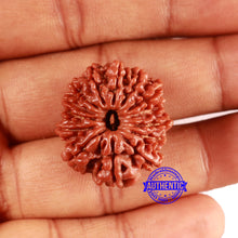 Load image into Gallery viewer, 14 Mukhi Nepalese Rudraksha - Bead No. 362