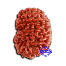 Load image into Gallery viewer, 14 Mukhi Nepalese Rudraksha - Bead No. 362