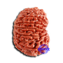 Load image into Gallery viewer, 14 Mukhi Nepalese Rudraksha - Bead No. 362