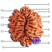Load image into Gallery viewer, 14 Mukhi Nepalese Rudraksha - Bead No. 363