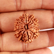 Load image into Gallery viewer, 14 Mukhi Nepalese Rudraksha - Bead No. 363