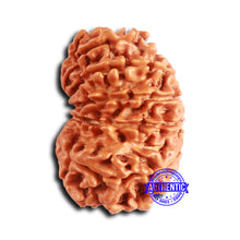 Load image into Gallery viewer, 14 Mukhi Nepalese Rudraksha - Bead No. 363