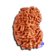 Load image into Gallery viewer, 14 Mukhi Nepalese Rudraksha - Bead No. 363