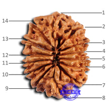 Load image into Gallery viewer, 14 Mukhi Nepalese Rudraksha - Bead No. 367