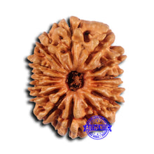 Load image into Gallery viewer, 14 Mukhi Nepalese Rudraksha - Bead No. 367