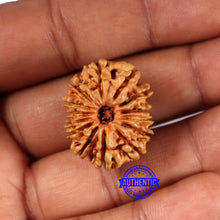 Load image into Gallery viewer, 14 Mukhi Nepalese Rudraksha - Bead No. 367