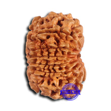 Load image into Gallery viewer, 14 Mukhi Nepalese Rudraksha - Bead No. 367