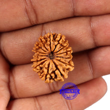Load image into Gallery viewer, 14 Mukhi Nepalese Rudraksha - Bead No. 368