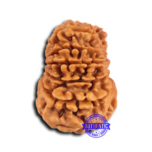 Load image into Gallery viewer, 14 Mukhi Nepalese Rudraksha - Bead No. 368