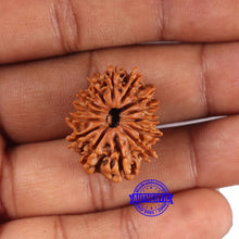 Load image into Gallery viewer, 14 Mukhi Nepalese Rudraksha - Bead No. 369