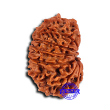 Load image into Gallery viewer, 14 Mukhi Nepalese Rudraksha - Bead No. 369