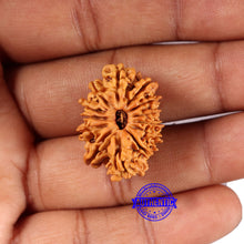 Load image into Gallery viewer, 14 Mukhi Nepalese Rudraksha - Bead No. 370