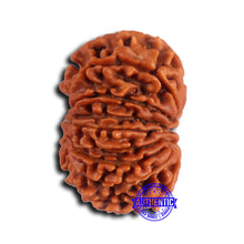 Load image into Gallery viewer, 14 Mukhi Nepalese Rudraksha - Bead No. 371