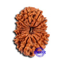 Load image into Gallery viewer, 14 Mukhi Nepalese Rudraksha - Bead No. 372