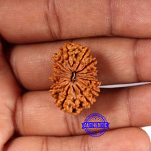 Load image into Gallery viewer, 14 Mukhi Nepalese Rudraksha - Bead No. 372